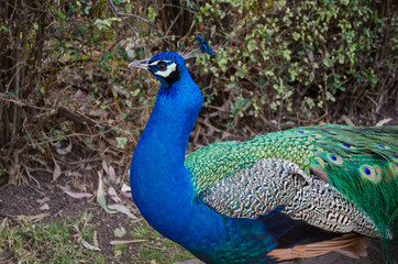 Fototapeta premium Peacock. Indian wild peacock (Pavo cristatus). Portrait of a beautiful peacock with feathers out. Walking peacock with a beautiful tail as background.