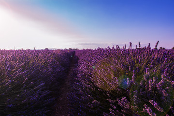 colorful sunset at lavender field