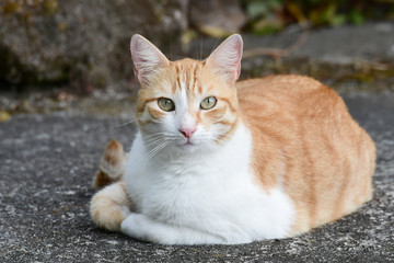 Naklejka na ściany i meble Female Cat laying on a concrete driveway