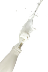 Action Liquids Photography. Milk Splash Out Of The Bottle. Isolated Over White Background