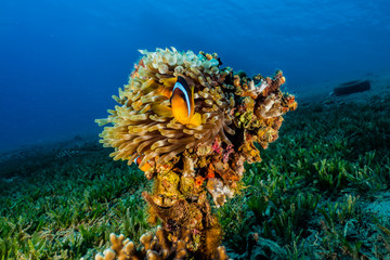Clownfish in the Red Sea Colorful and beautiful, Eilat Israel