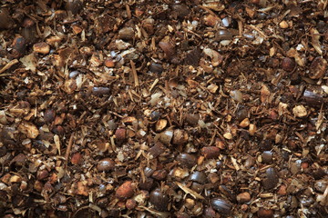 Image of Job ’s tears (herb)