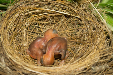 Bird baby in nest