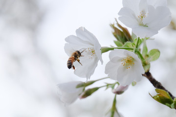 桜とミツバチ