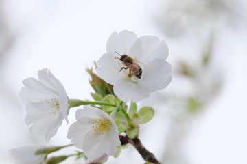 桜とミツバチ
