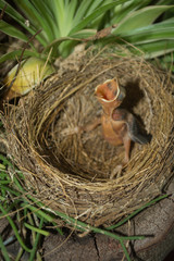 Bird baby in nest