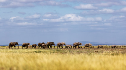 Baby Elephants Leading Herd in Line in Kenya