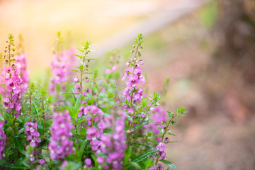 Victoria Blue Salvia plant in garden , Purple flowers bloom , beautiful flora 