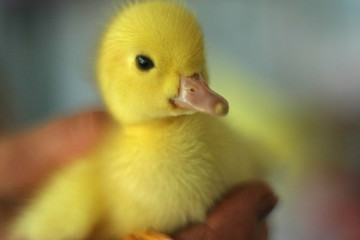 yellow duckling in hand
