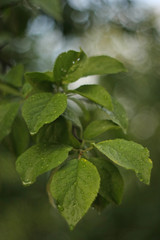 Obraz premium green leaves in the rain