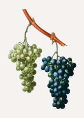 Naklejki  Grape vines