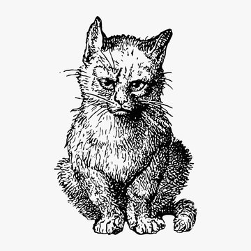 Vintage cats illustration