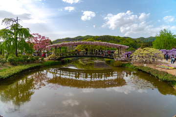 Tochigi prefecture, Japan 16 APR 2018 : Ashikaga Flower Park, Famous travel destination in Japan. Colorful multiple kind of flowers blooming in springtime.