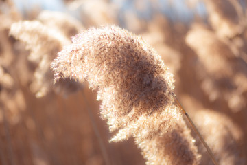 Reeds in the sunshine.