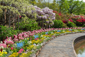 View of full bloom colorful multiple kind of flowers in springtime sunny day at Ashikaga Flower...