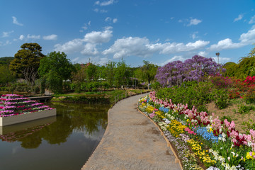 Naklejka premium View of full bloom colorful multiple kind of flowers in springtime sunny day at Ashikaga Flower Park, Tochigi prefecture, Famous travel destination in Japan