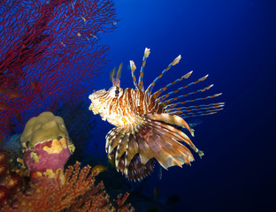 Underwater world in deep water in coral reef and plants flowers flora in blue world marine wildlife, travel nature beauty exploration in diving trip,adventures recreation dive. Fish, corals, lionfish