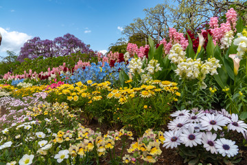 View of full bloom colorful multiple kind of flowers in springtime sunny day at Ashikaga Flower Park, Tochigi prefecture, Famous travel destination in Japan