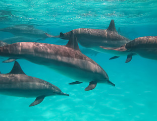 Fototapeta premium Underwater world in deep water in coral reef and plants flowers flora in blue world marine wildlife, travel nature beauty exploration in diving trip,adventures recreation dive. Fish, corals, dolphins