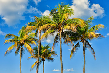 T&ecirc;tes de palmiers