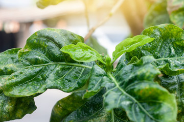Fresh bud Tahitian noni, great morinda or Indian mulberry with sunlight after rain.