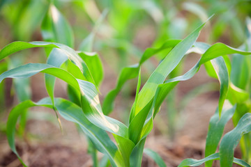 Green corn field. Plant of young green corn