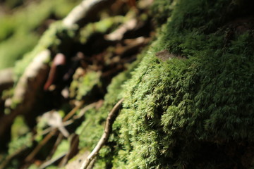 moss