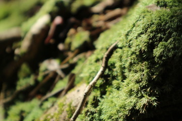 苔
