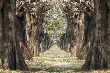 The romantic tunnel of pink flower trees 