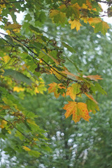 autumn leaves in the forest