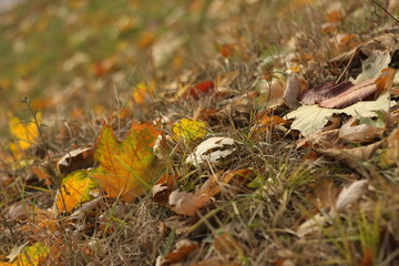 Fototapeta na wymiar autumn leaves in the grass
