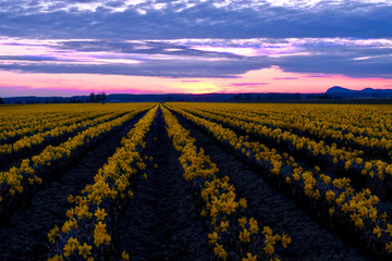 Daffodil fields in bloom near Seattle. Skagit Valley Tulip Festival. Mount Vernon. WA. USA