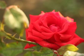 red rose in garden