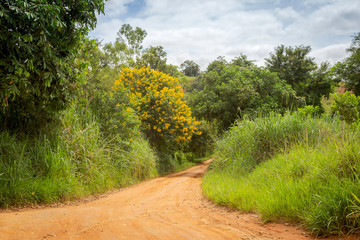 Fototapeta premium Estrada rural brasileira