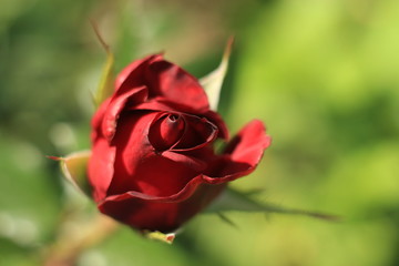 red rose in the garden