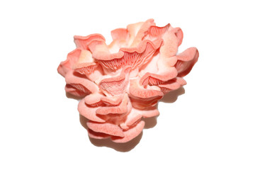 pink oyster mushroom