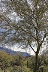 Beautiful landscape with a tree on foreground in Westward﻿ Look ﻿Wyndham Grand Resort, Tucson, Arizona.