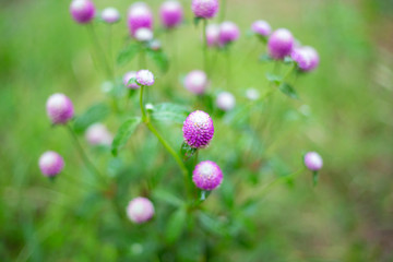 Pink Globe amaranth flowers bloom in garden