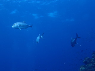 インド洋のアジの遊泳