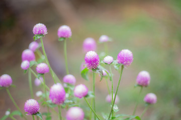 Pink Globe amaranth flowers bloom in garden