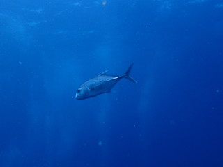 Obraz premium Pływanie ostrobokiem na Oceanie Indyjskim