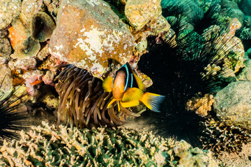 Obraz na płótnie Canvas Clownfish in the Red Sea Colorful and beautiful, Eilat Israel
