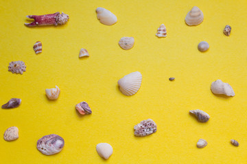 conchas con fondo amarillo