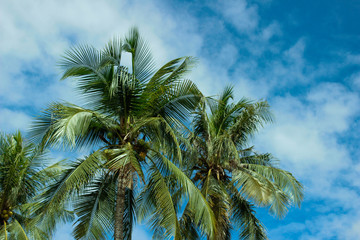 Fototapeta na wymiar Coconut trees under the blue sky – Image 