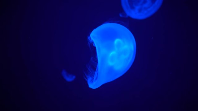 Glowing jellyfish floating lonely and tranquil at blue background