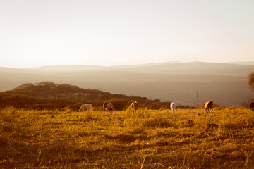 Cows eating grass on the field at sunset