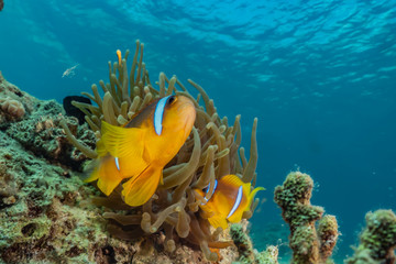 Naklejka na ściany i meble Clownfish in the Red Sea Colorful and beautiful, Eilat Israel