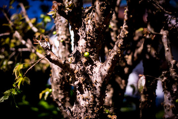 Galho de Jabuticabeira