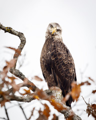 Young eagle on branch with inquisitive look