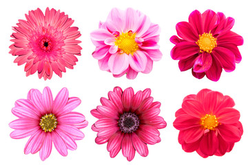 collection pink flower isolated on white background - Powered by Adobe
